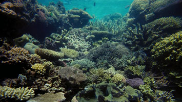 Dive Site: Coral Garden