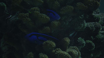Dive Site: Coral Garden at Night