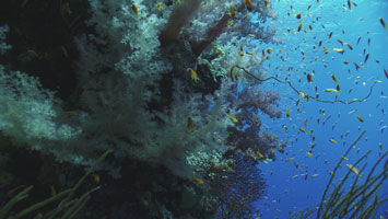 Dive Safari North: Coral Garden
