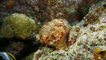 Dive Safari North: Poison Reef