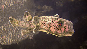 spotfin porcupinefish